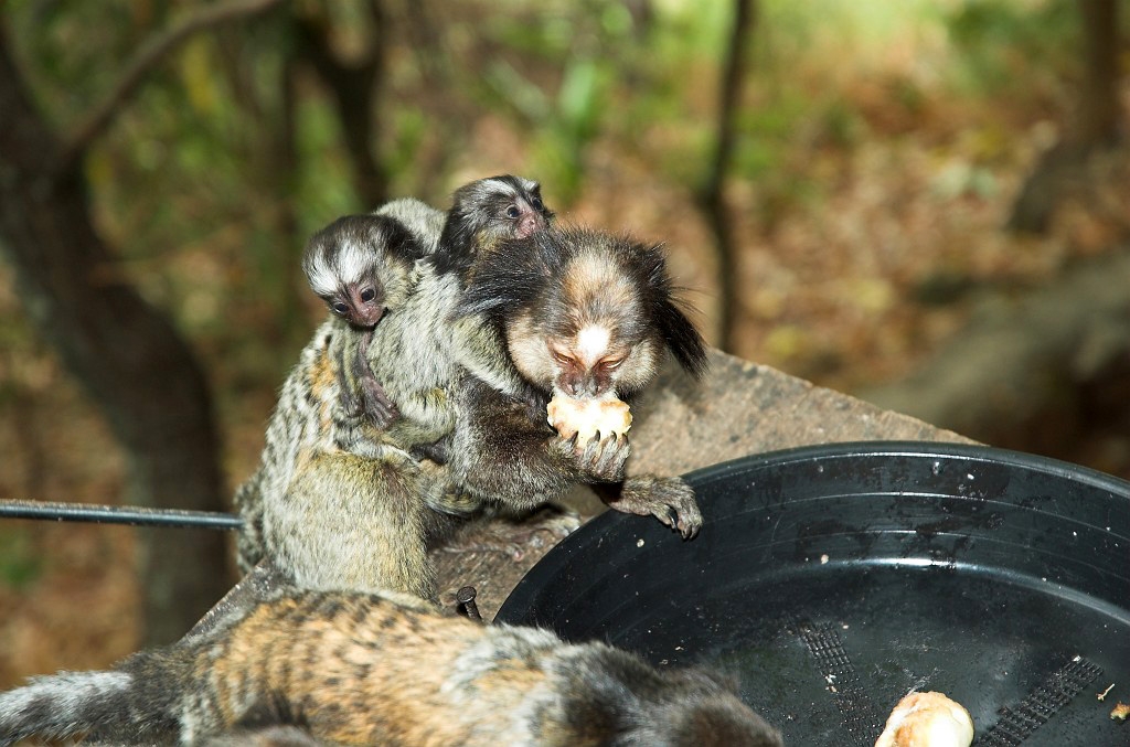 Cipo Mormoset-03.jpg - Tufted-ear Marmoset (Clitoris jacchus), Brazil 2005